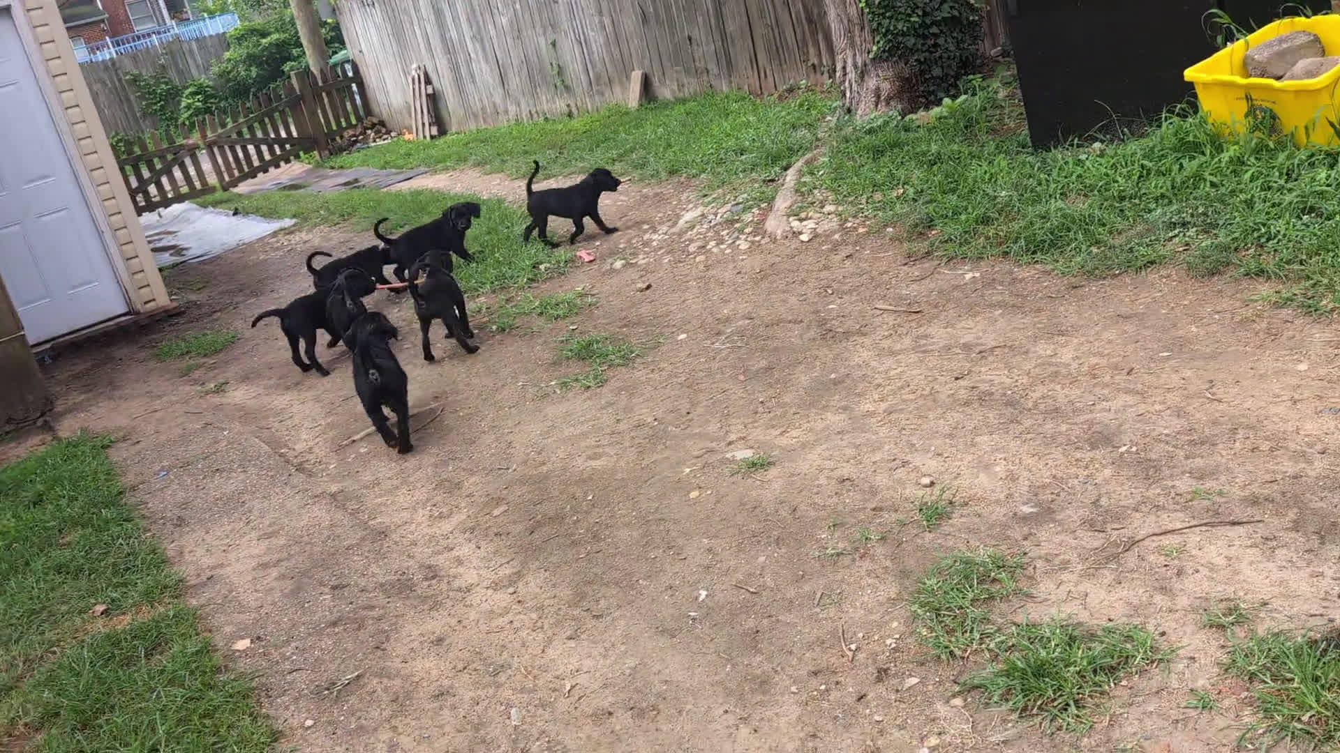 Labrador Retriever dogs for sale: Labrador Retriever 8 puppies - Video 1