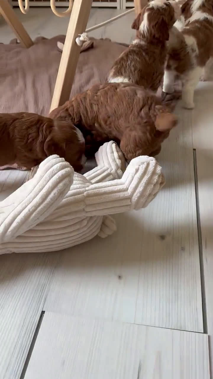  dogs for sale: Mini Goldendoodle 6 puppies - Video 1