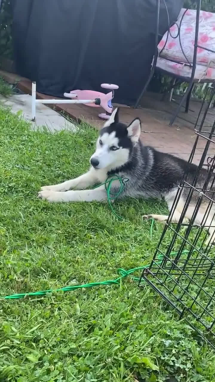 Siberian Husky dogs for sale: Siberian Husky 1 puppies - Video 1