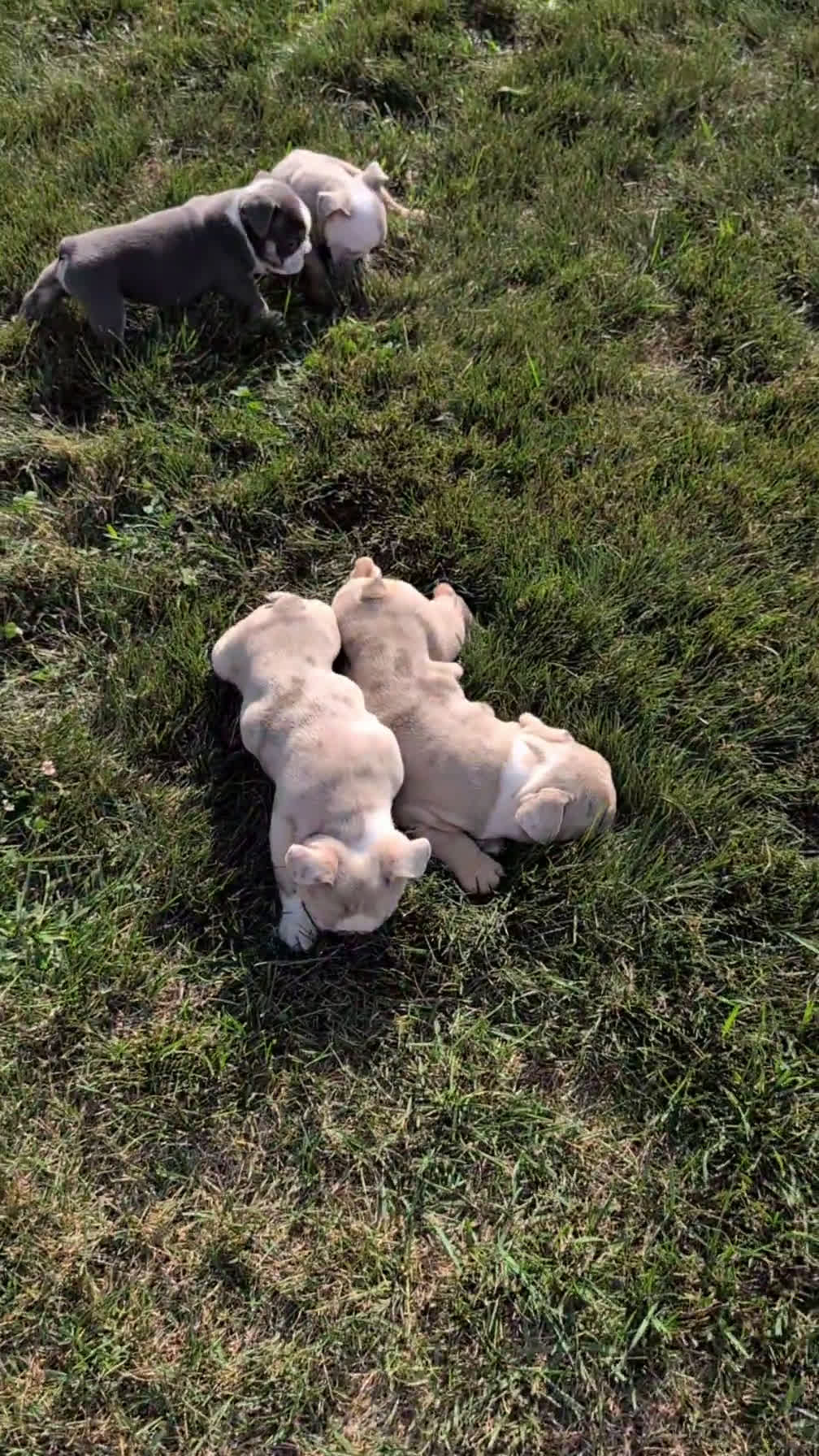 English Bulldog dogs for sale: English Bulldog 5 puppies - Video 1