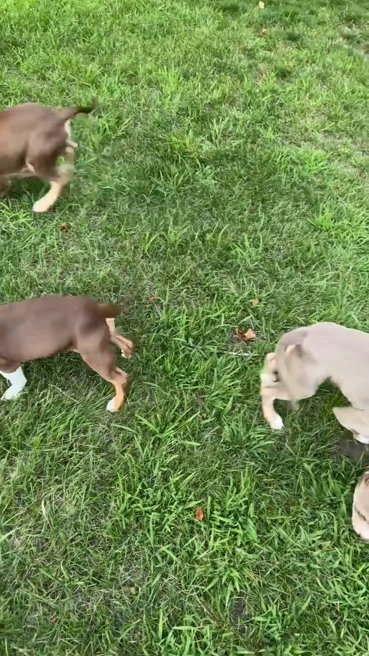 American Bully dogs for sale: American Bully 3 puppies - Video 2