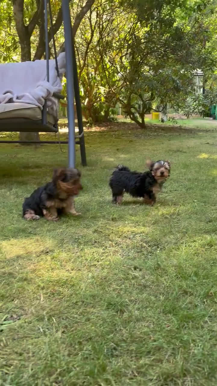 Yorkshire Terrier dogs for sale: Yorkshire Terrier 2 puppies - Video 1