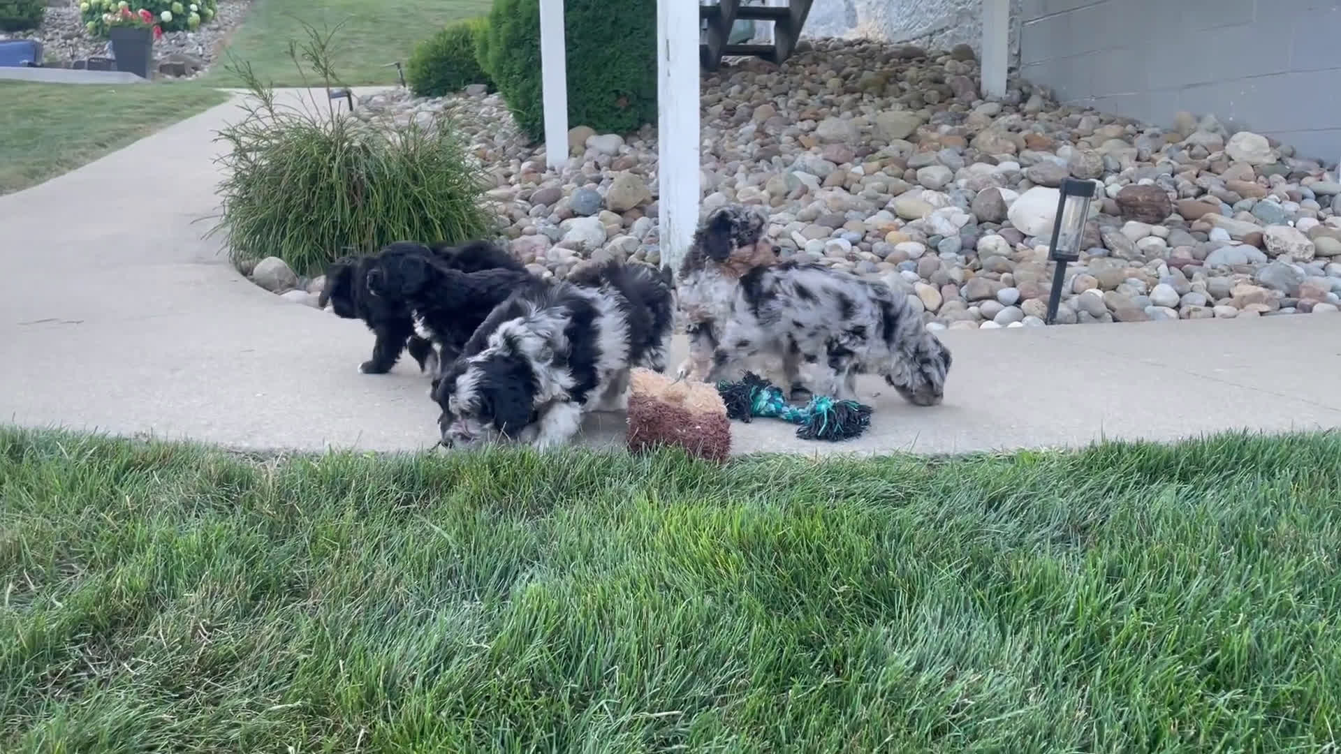  dogs for sale: Mini Goldendoodle 3 puppies - Video 5