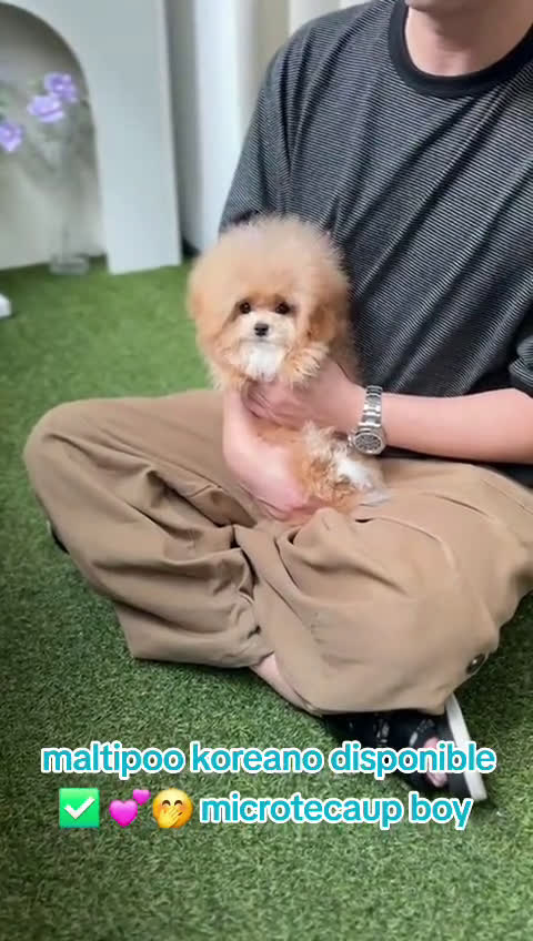 Maltipoo dogs for sale: Maltipoo 1 puppies - Video 2