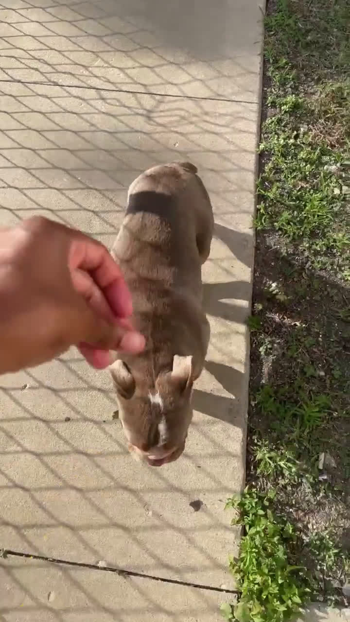 American Pit Bull Terrier dogs for sale: American Pit Bull Terrier 1 puppies - Video 1