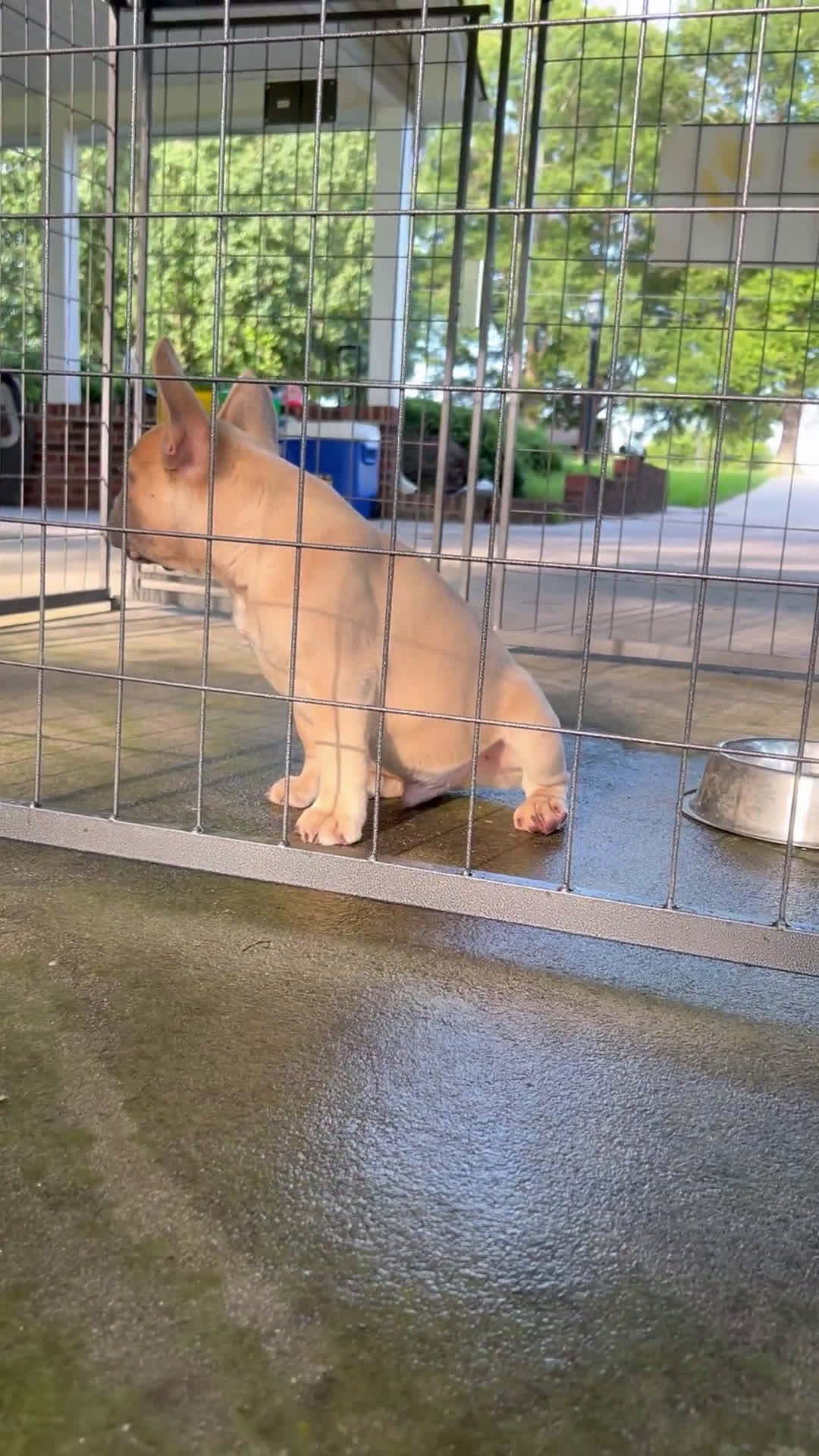 French Bulldog dogs for sale: French Bulldog 2 puppies - Video 1