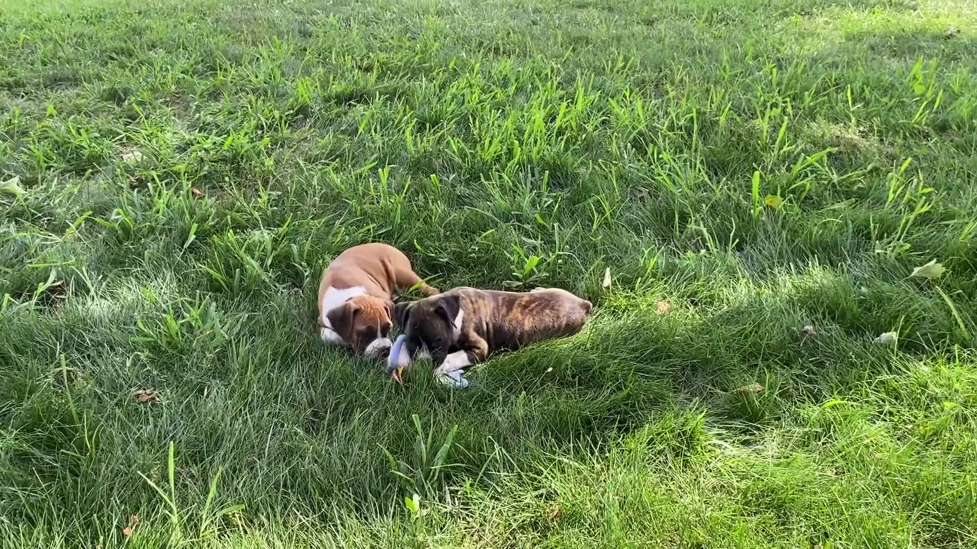 Boxer dogs for sale: Boxer 7 puppies - Video 4