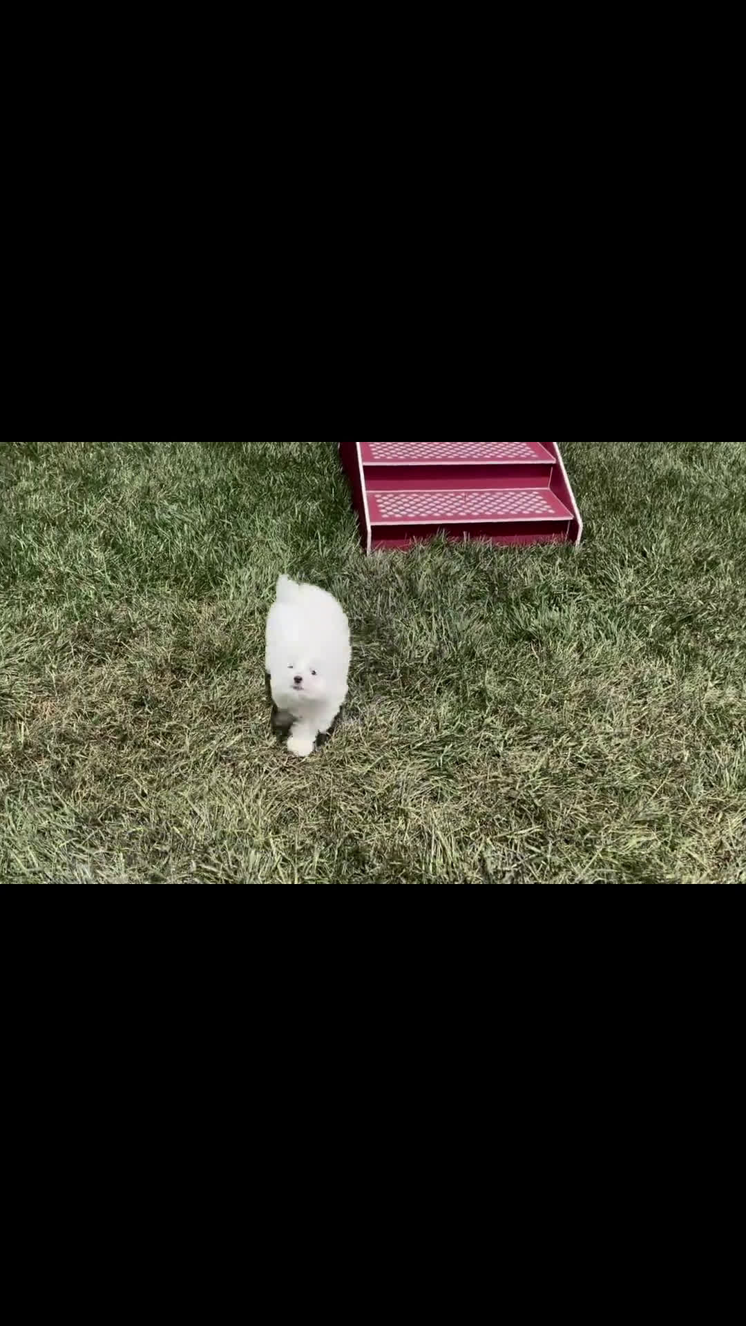 Maltipoo dogs for sale: Maltipoo 3 puppies - Video 2