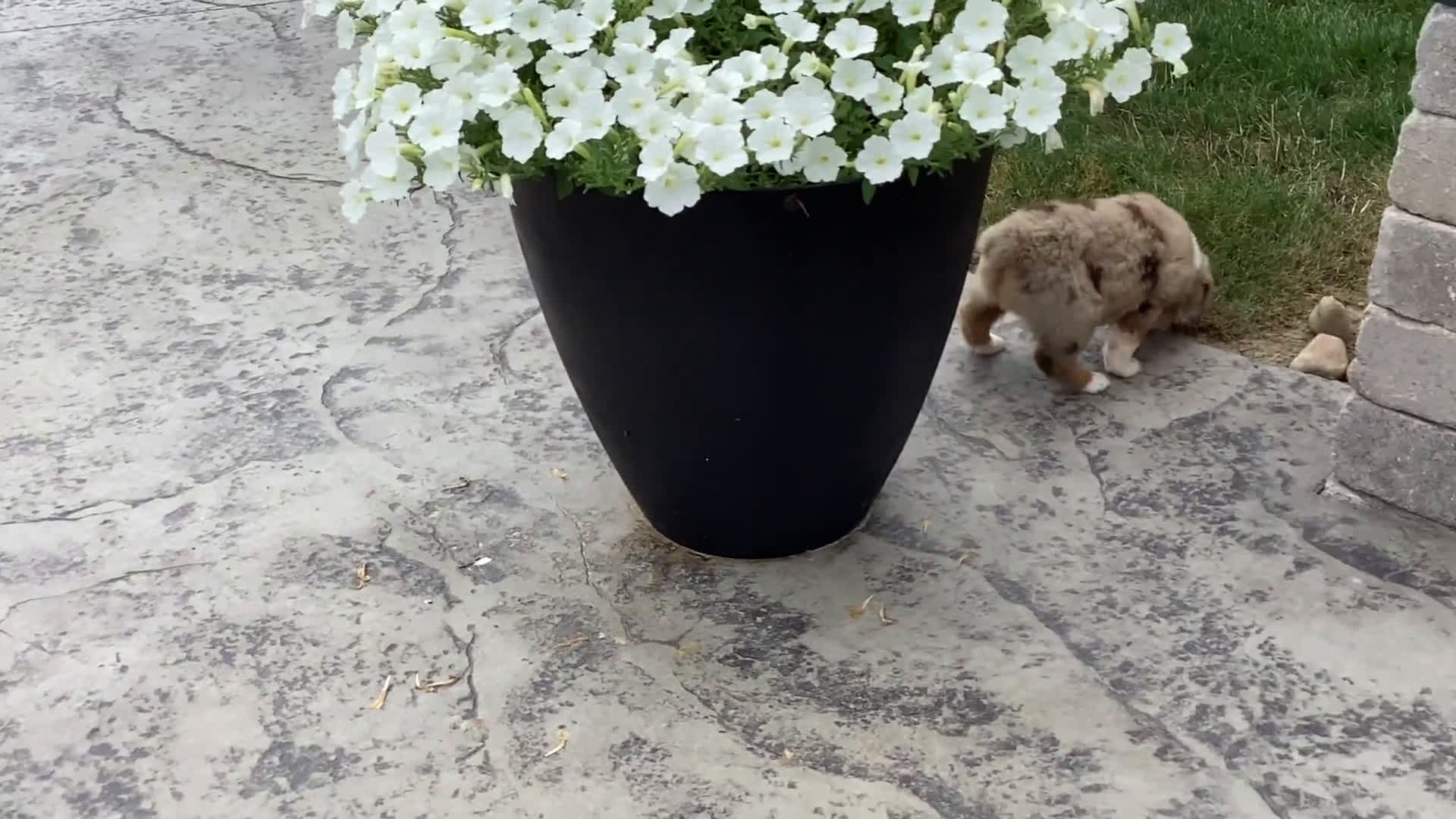 Australian Shepherd dogs for sale: Australian Shepherd 2 puppies - Video 2