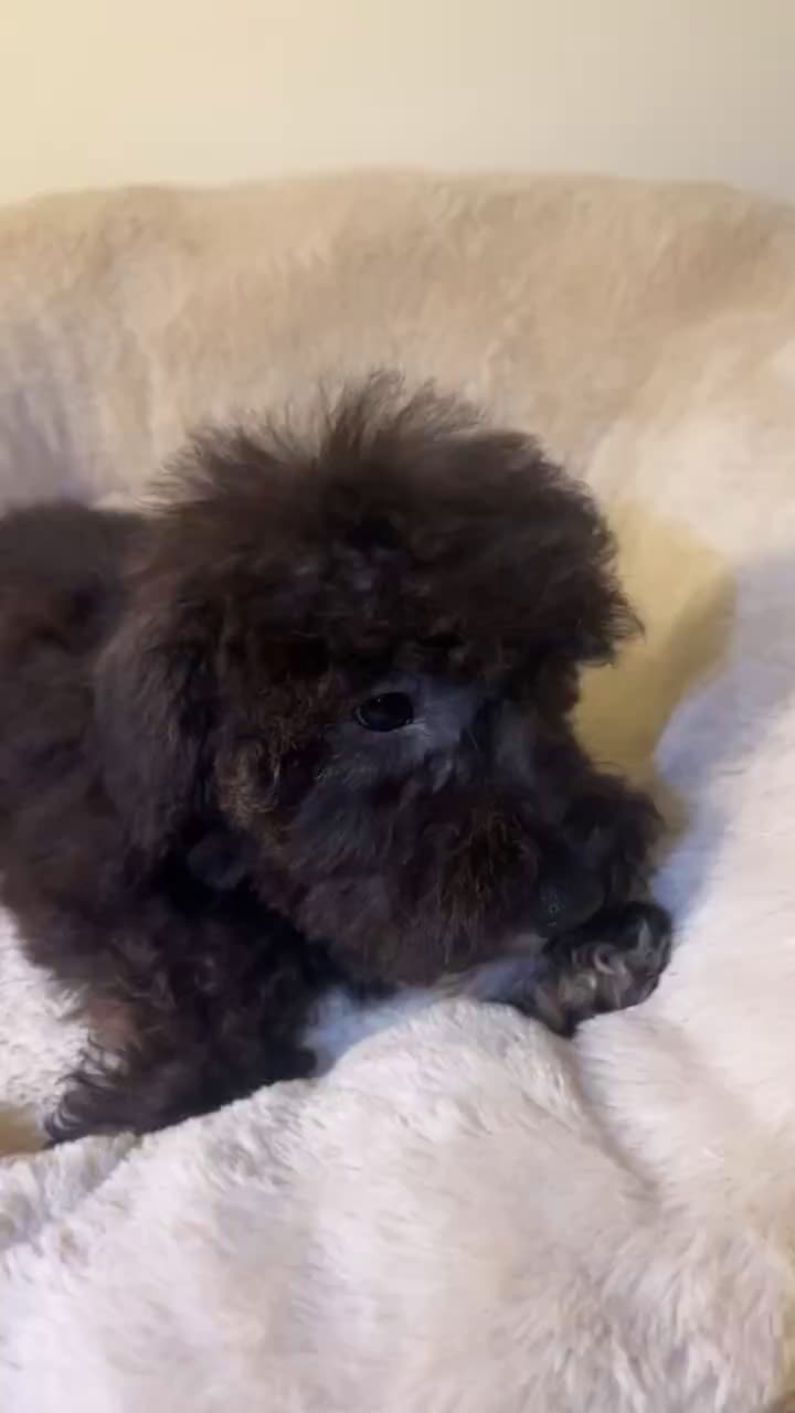 Schnoodle dogs for sale: Schnoodle 4 puppies - Video 1