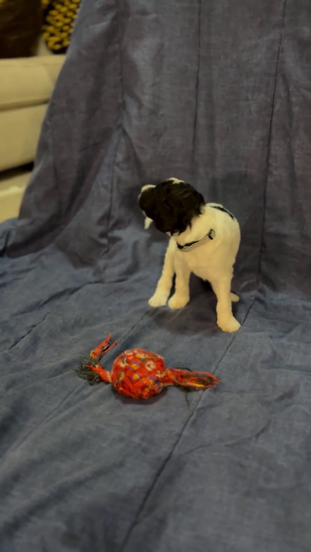 Standard Poodle dogs for sale: Standard Poodle 1 puppies - Video 2