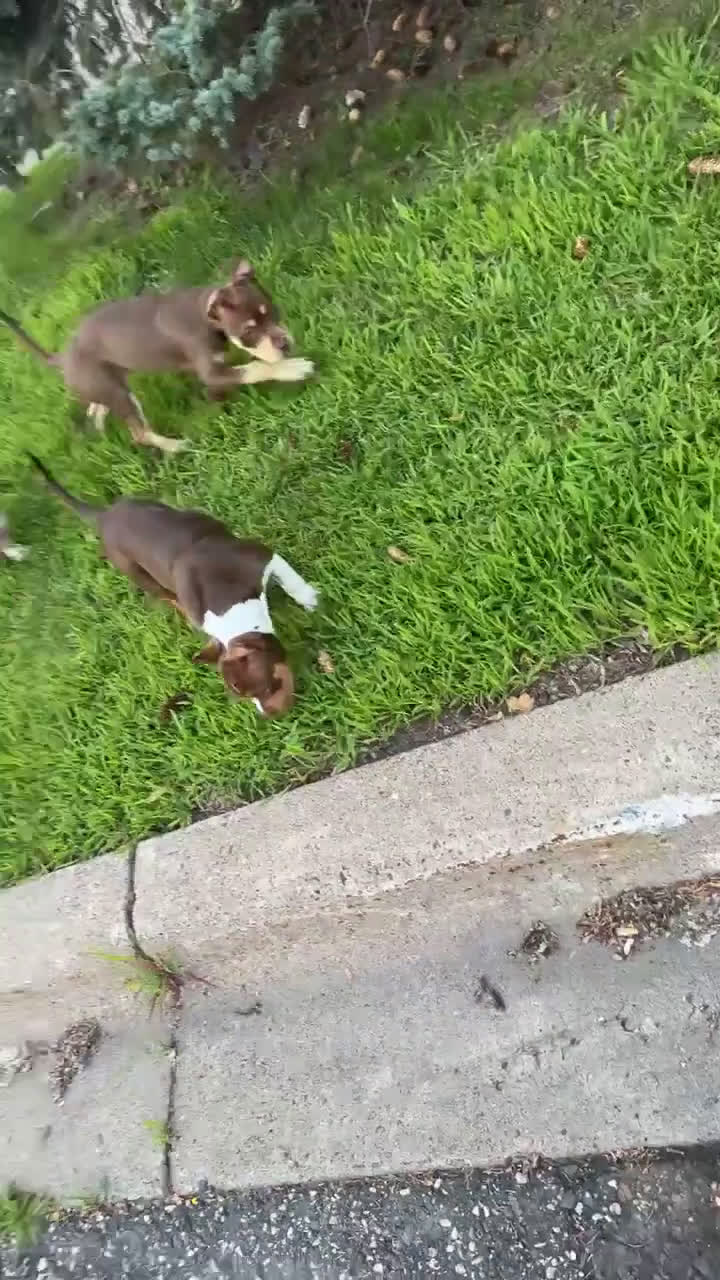 American Bully dogs for sale: American Bully 3 puppies - Video 1