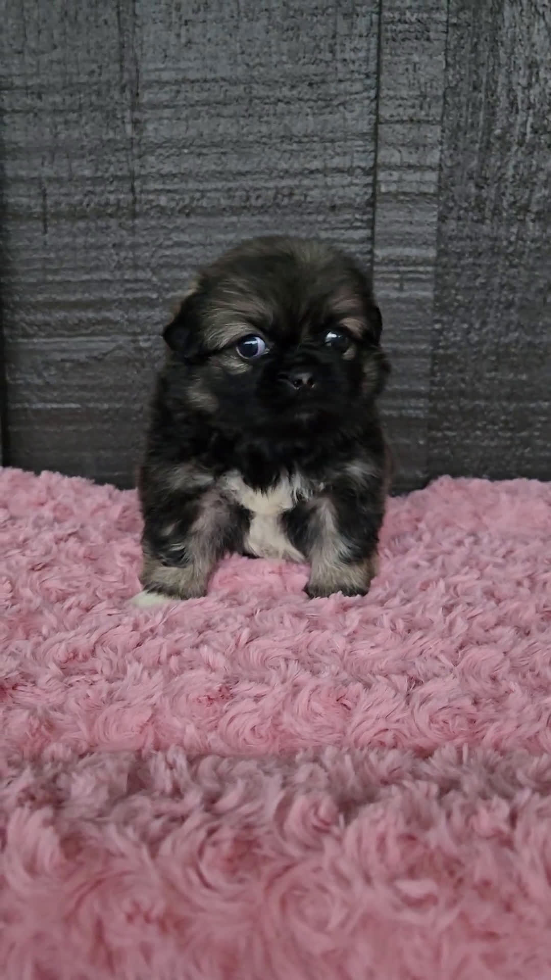 Pekingese dogs for sale: Pekingese 1 puppies - Video 1