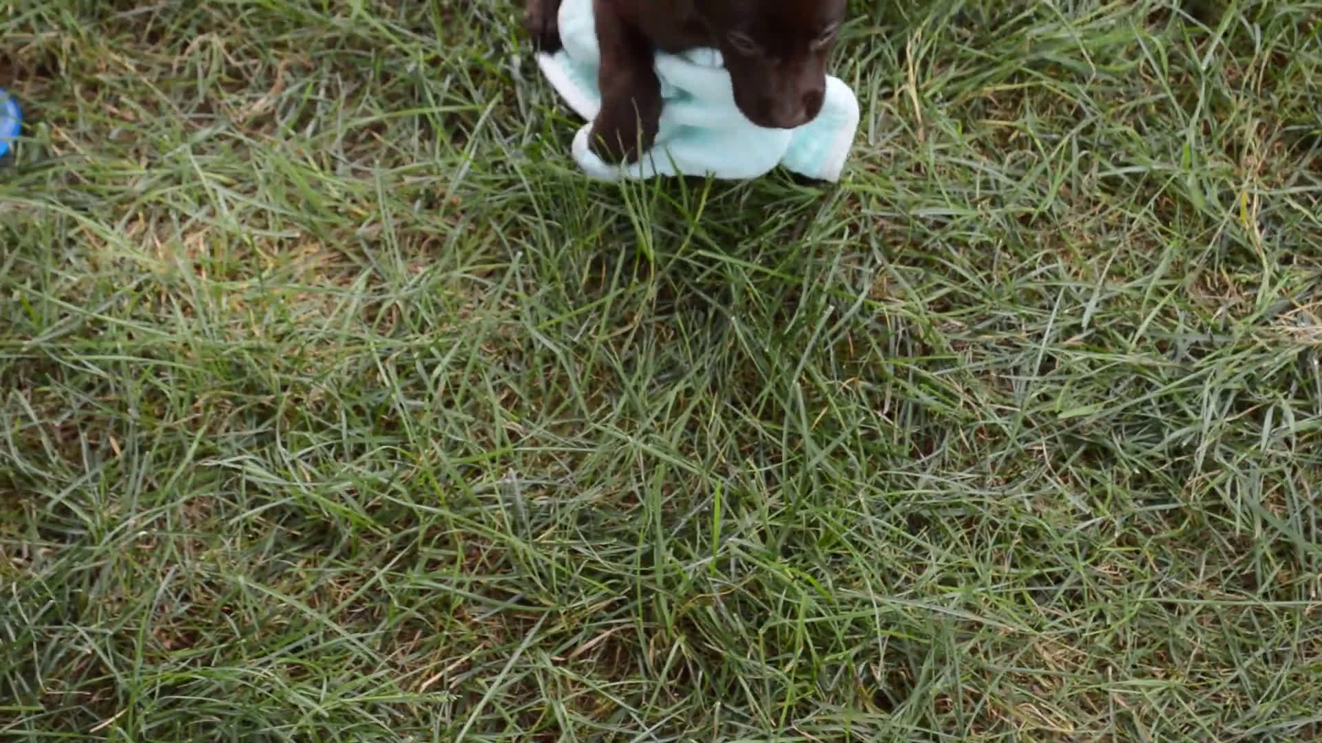 Labrador Retriever dogs for sale: Labrador Retriever 7 puppies - Video 4