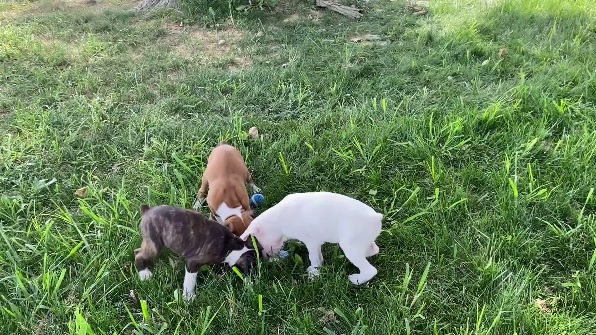 Boxer dogs for sale: Boxer 7 puppies - Video 5