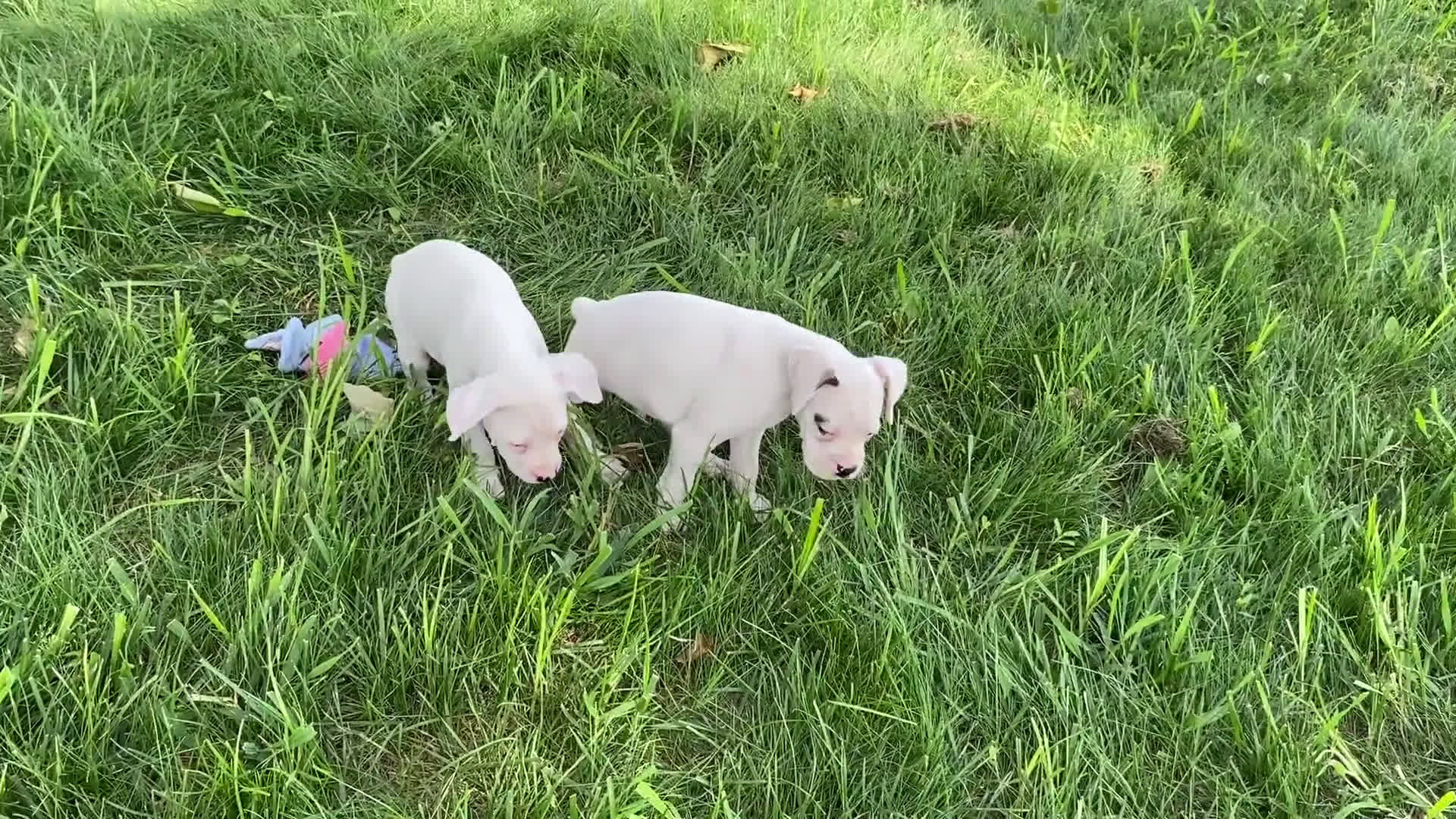 Boxer dogs for sale: Boxer 7 puppies - Video 6