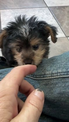 Yochon dogs for sale: Easton - Video 1