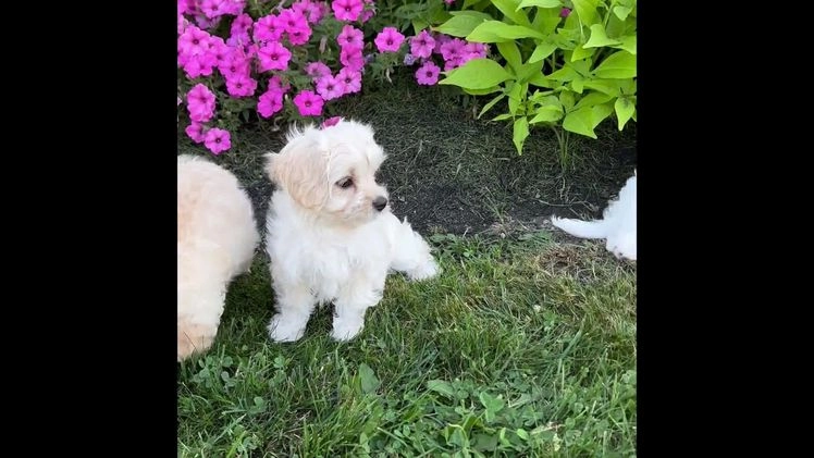 Maltese dogs for sale: EMORY - Video 1