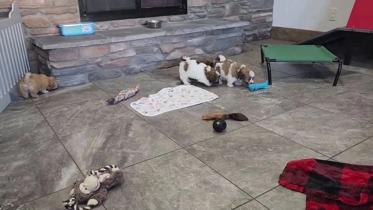 Havanese dogs for sale: OWEN - Video 1