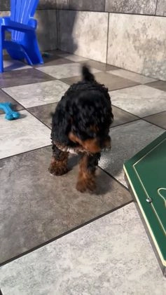 Miniature Poodle dogs for sale: Lilly - Video 1