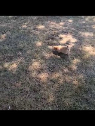 Morkie dogs for sale: Jackson Teacup - Video 1