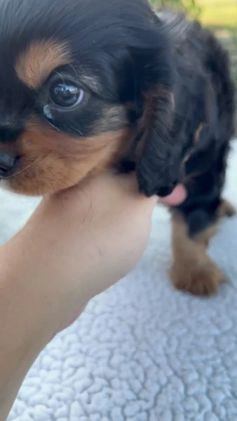 Cavalier King Charles Spaniel dogs for sale: Cruz - Video 2