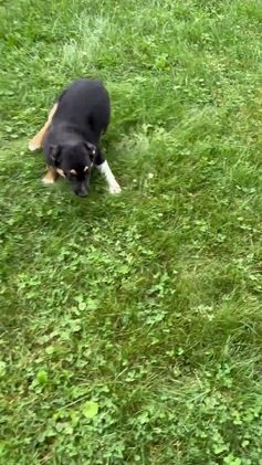 Miniature Australian Shepherd dogs for sale: Nash - Video 1