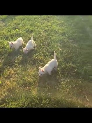 West Highland Terrier dogs for sale: Novella - Video 1