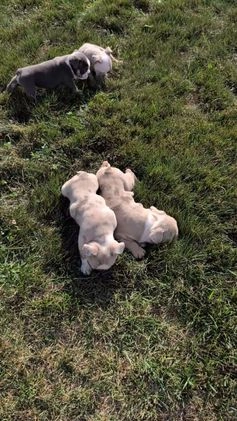 English Bulldog dogs for sale: Hunter - Video 3