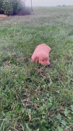 Golden Retriever dogs for sale: Champ - Video 2