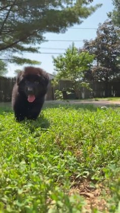 German Shepherd dogs for sale: Zara - Video 2