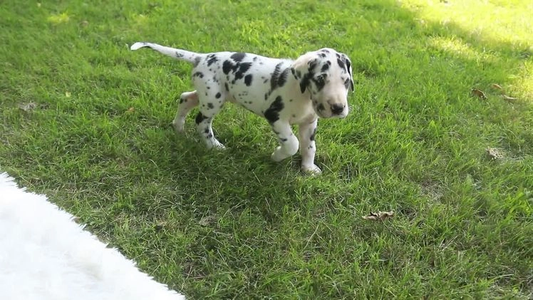 Great Dane dogs for sale: Legend - Video 1
