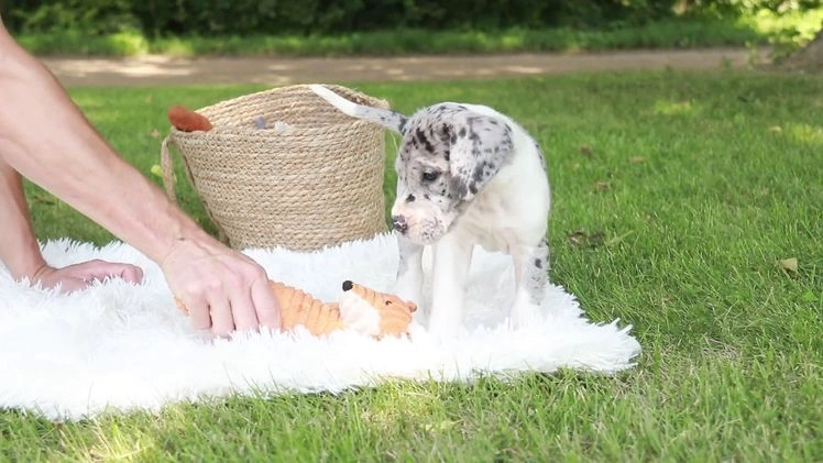 Great Dane dogs for sale: Duke - Video 1