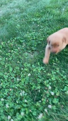 Golden Retriever dogs for sale: Jasper - Video 2
