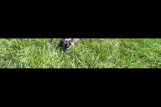 French Bulldog dogs for sale: Mocha - Video 1