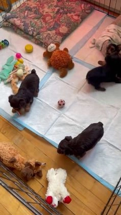Yorkshire Terrier dogs for sale: Jolene - Video 1