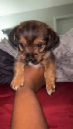 Morkie dogs for sale: Mocha - Video 1