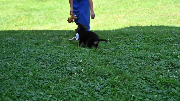 German Shepherd dogs for sale: Andre - Video 1