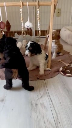 Bernedoodle dogs for sale: Marshmallow-medium - Video 1