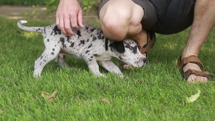 Great Dane dogs for sale: Knight - Video 1