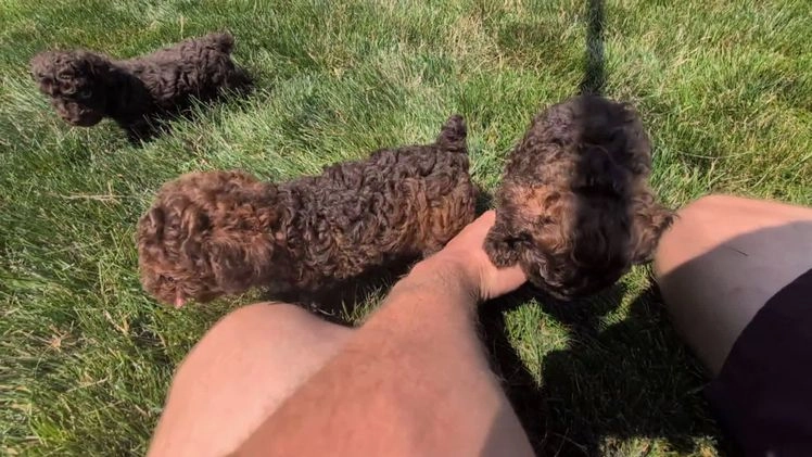 Toy Poodle dogs for sale: Zion - Video 3