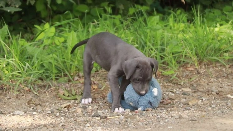 Great Dane dogs for sale: Lucy - Video 1