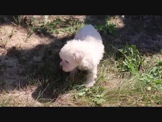 Maltipoo dogs for sale: Polly - Video 1