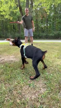 Doberman Pinscher dogs for sale: Banana - Video 1