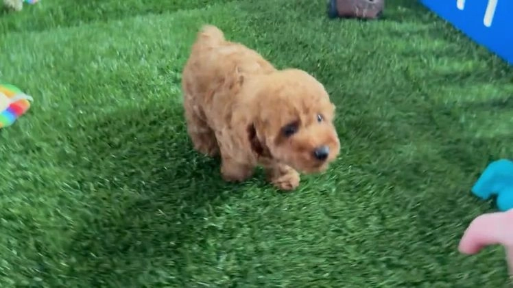 Toy Poodle dogs for sale: Kenzo - Video 1