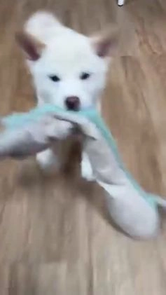 Shiba Inu dogs for sale: Luna - Video 1