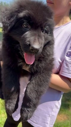 German Shepherd dogs for sale: Ranger - Video 2