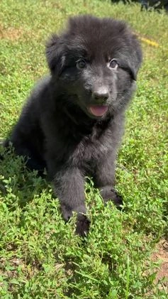 German Shepherd dogs for sale: Zara - Video 1
