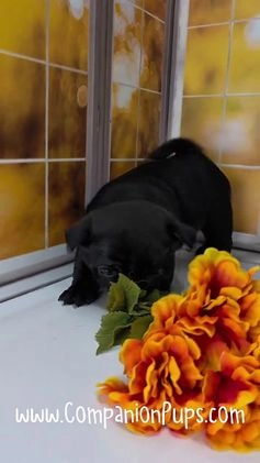 Pug dogs for sale: Boy 1 - Champion Lines! - Video 1