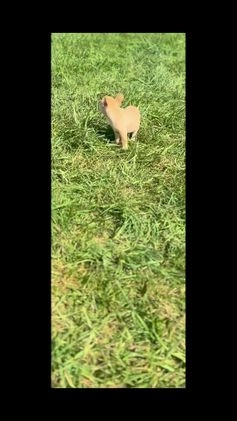 French Bulldog dogs for sale: Denali - Video 1